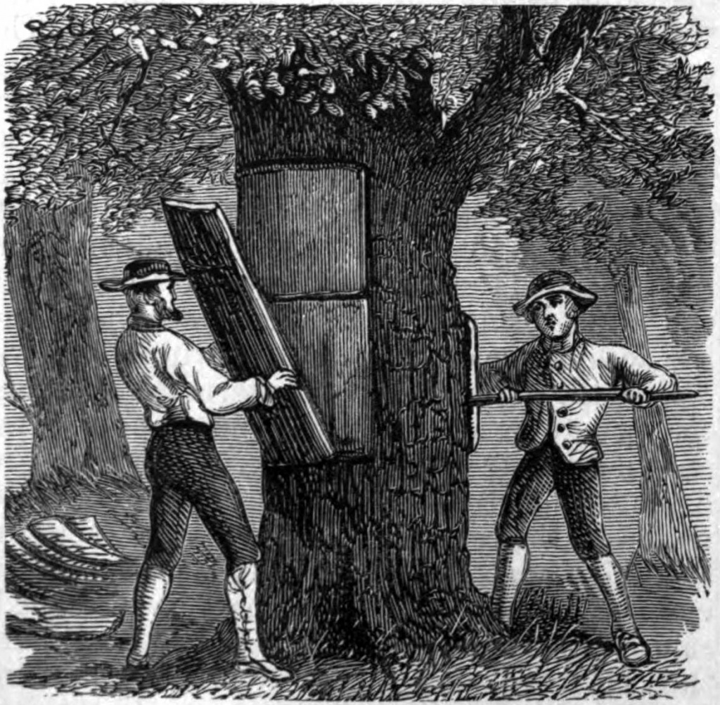 AmCyc_Cork_-_Cork_Tree_-_Cutting_Bark.jpg